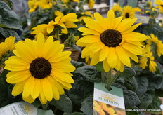 Nog eens de Sunfinity.